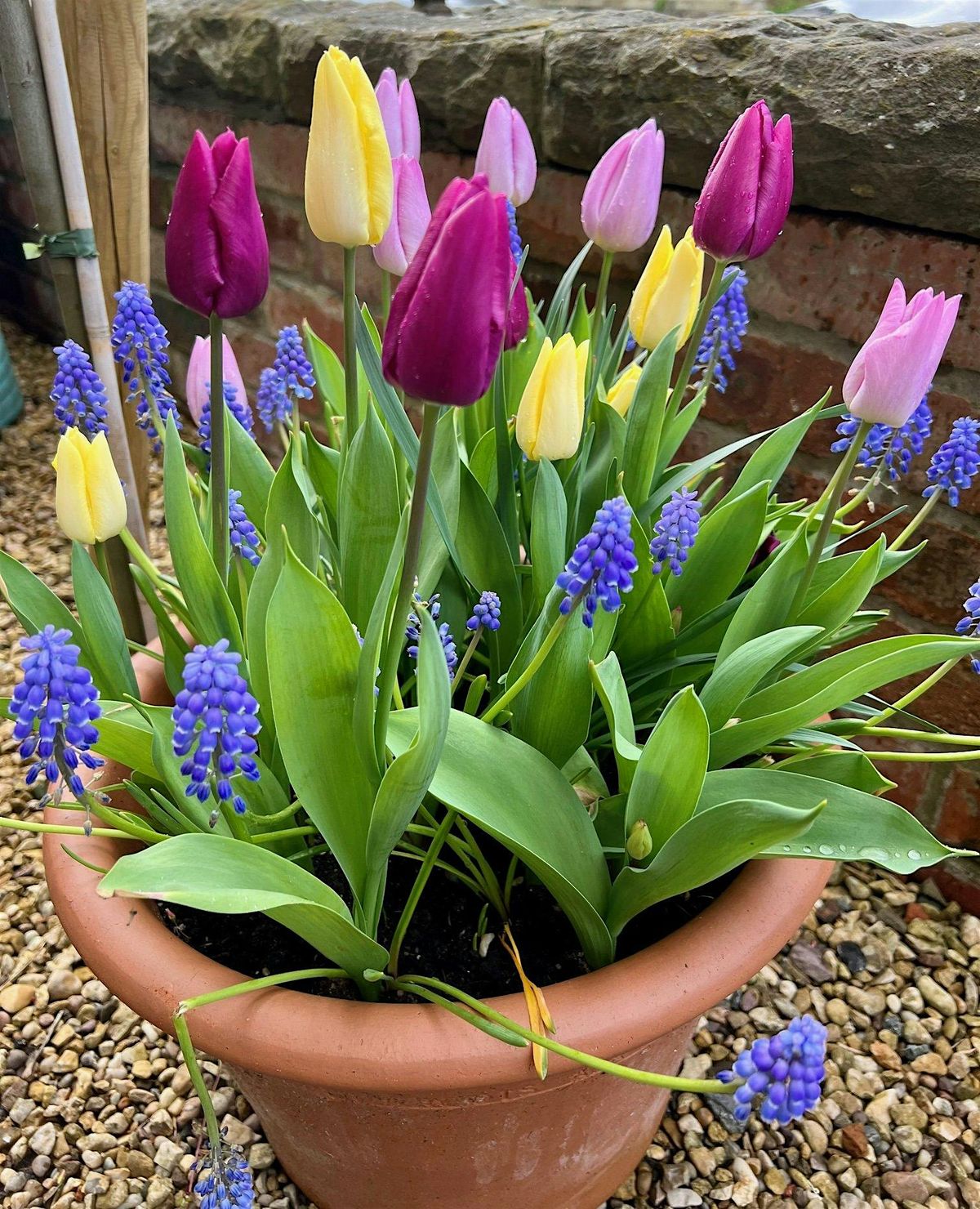 Bulb Lasagne: Layer Up for a Spring Surprise