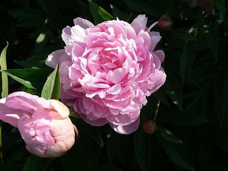 Learn to Grow: Fall & Winter Propagation