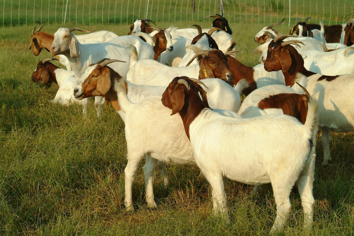 Small Ruminant Marketing