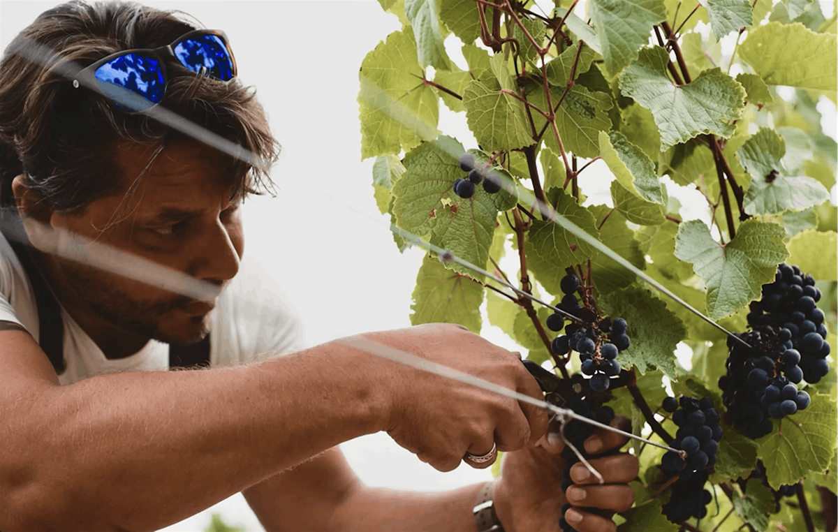 Matt Niess' native wines made with vinous californica