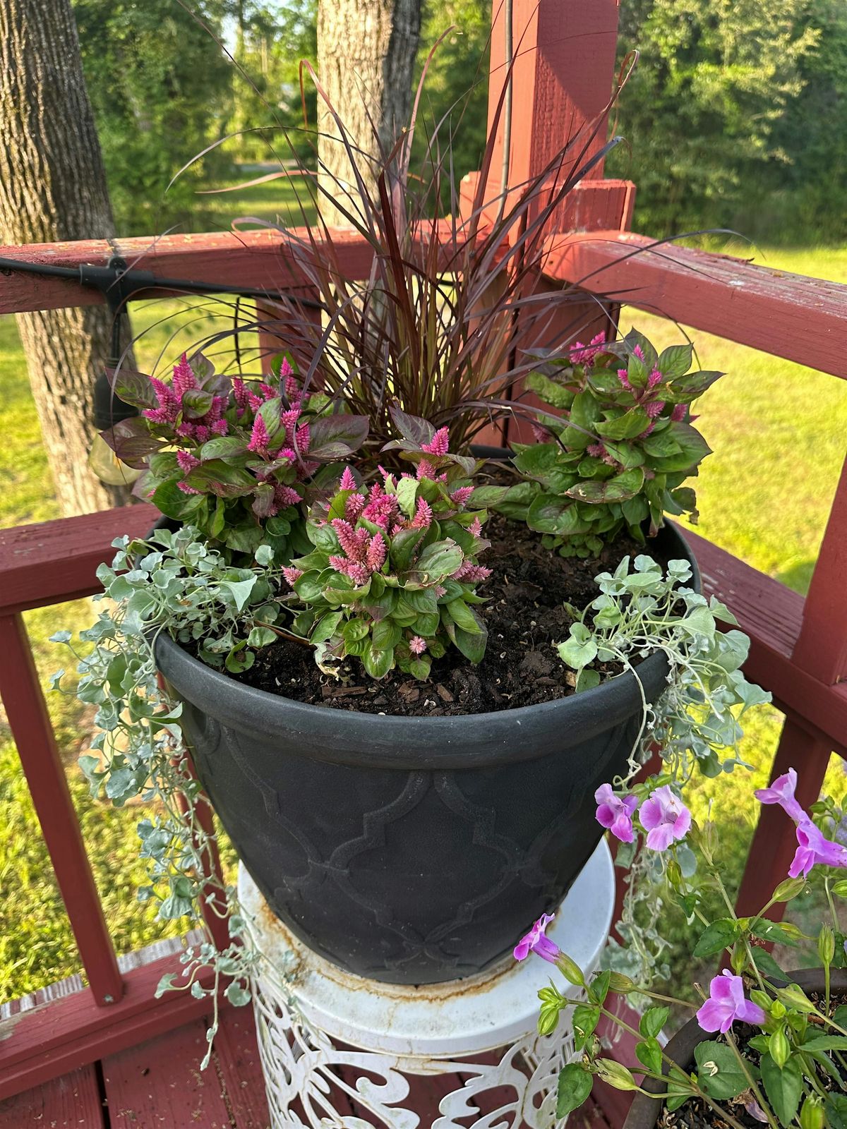 11-17-2025 Flowers and Herbs in Containers