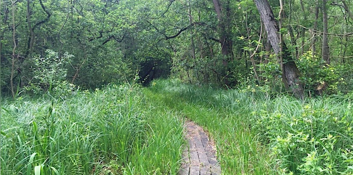Autumn at Upton Broad and Marshes - a free guided walk