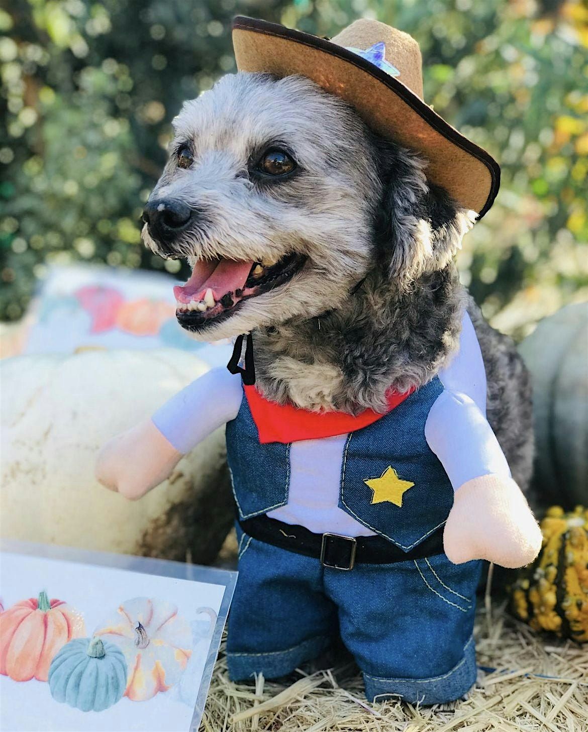Howl-o-ween Dog Costume Contest