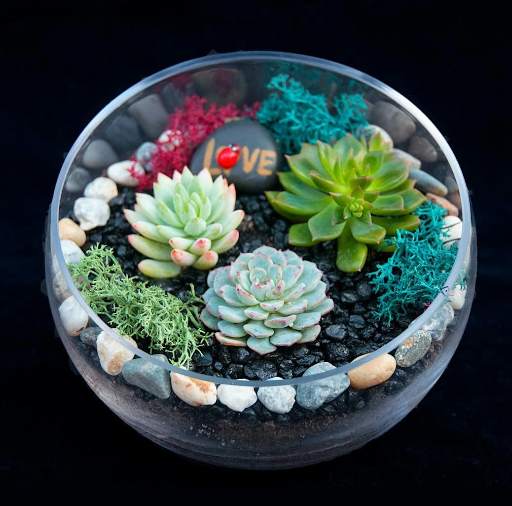 Plant Nite: Make a Succulent Terrarium