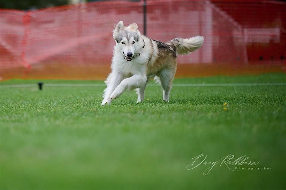 Ulti-Mutt Dog Day