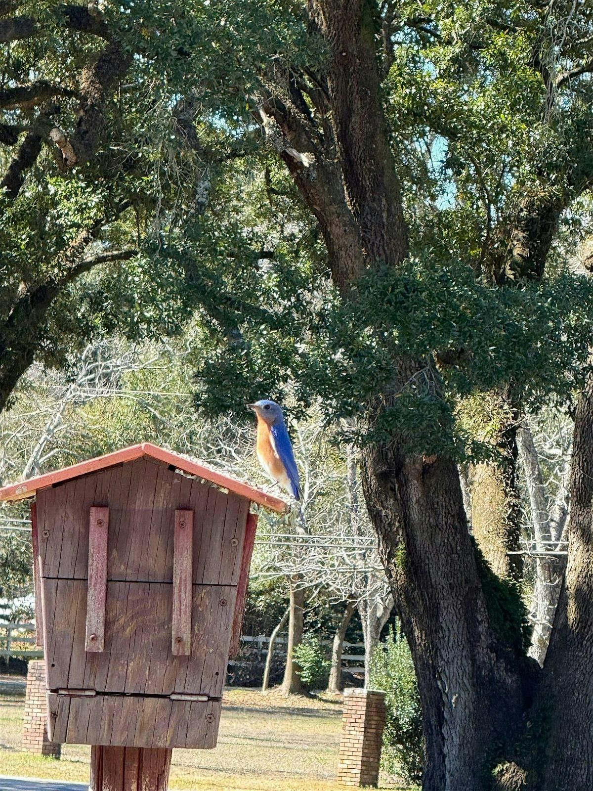 10\/6\/2025 Attracting Birds to your Backyard