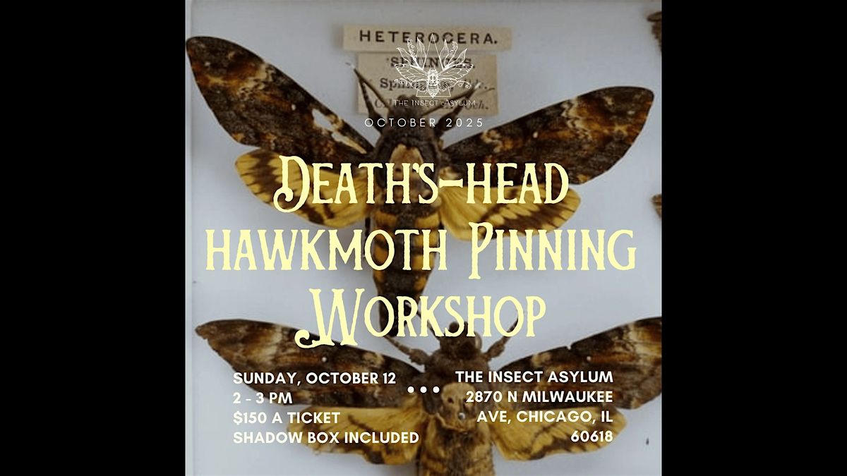 Death's Head Hawkmoth Pinning Workshop
