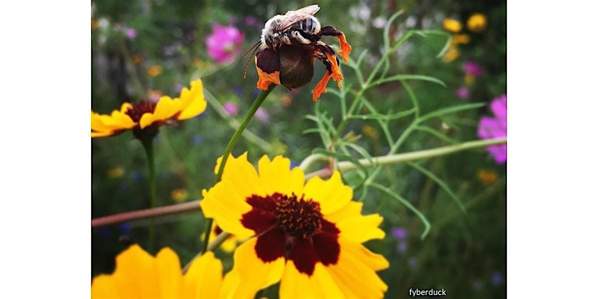 Frederick County Master Gardeners:  Bumblebees