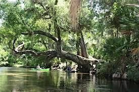 Full Day Private Guided Canoe Tour of Rock Springs Run and the Wekiwa River