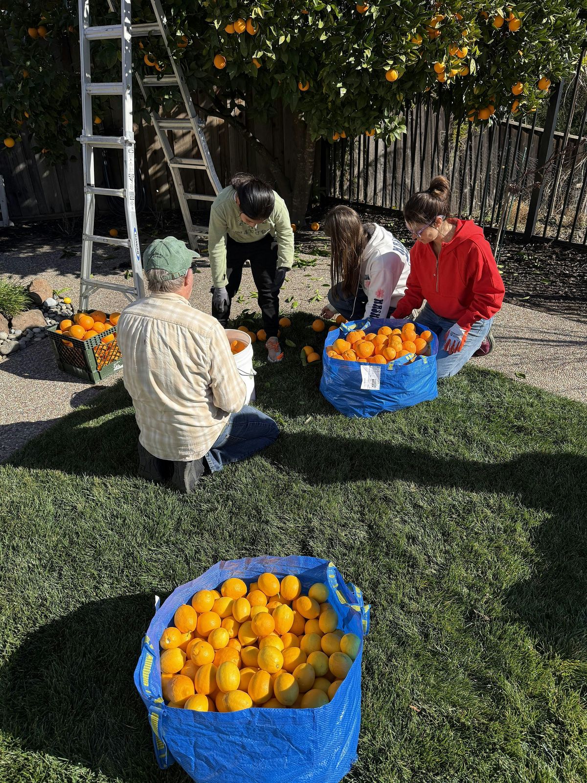 Fruit Rescue - Danville & San Ramon Area