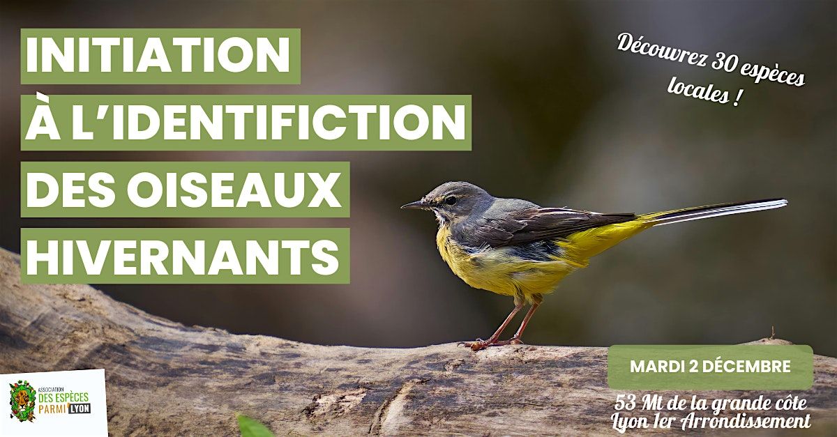 Initiation \u00e0 l'identification des oiseaux hivernants