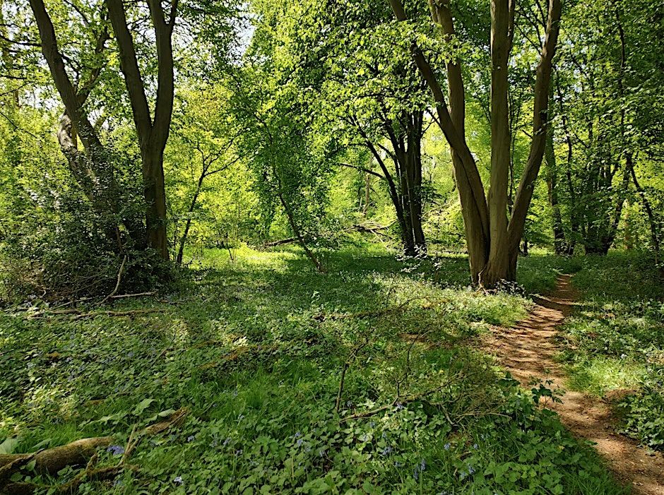 Weekly work party at Wayland Wood