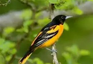 Birding in Bucks Hollow