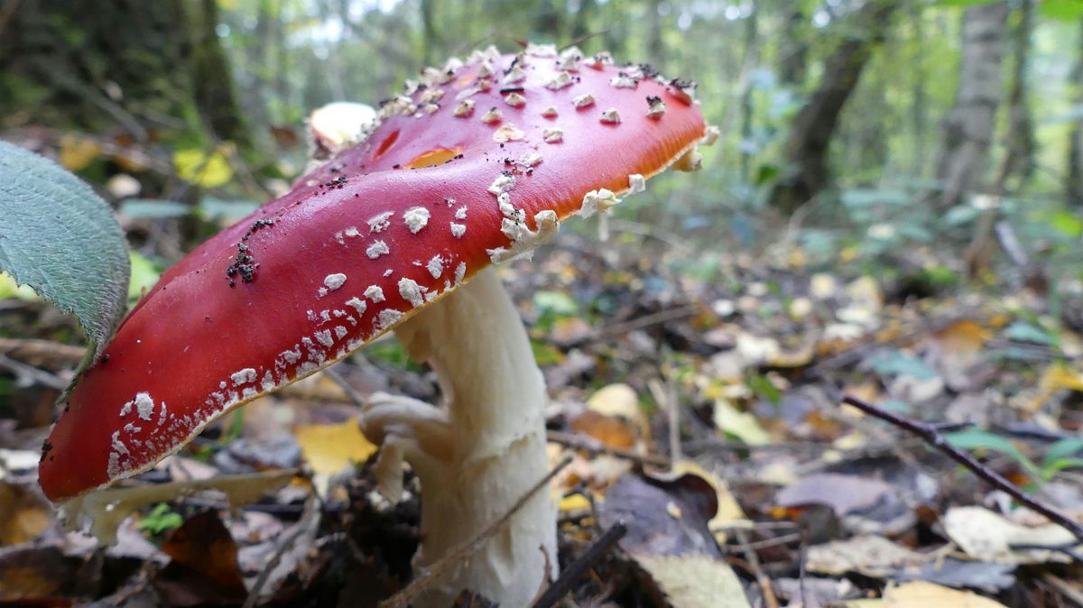 Fungi Foray at Sellers Wood Local Nature Reserve