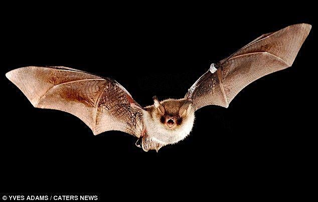 Bats of Virginia!