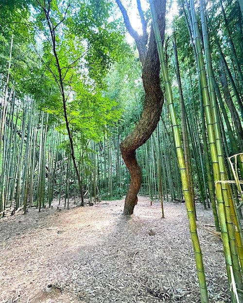 BWA ATLANTA: Bamboo Forest & East Palisades Hike