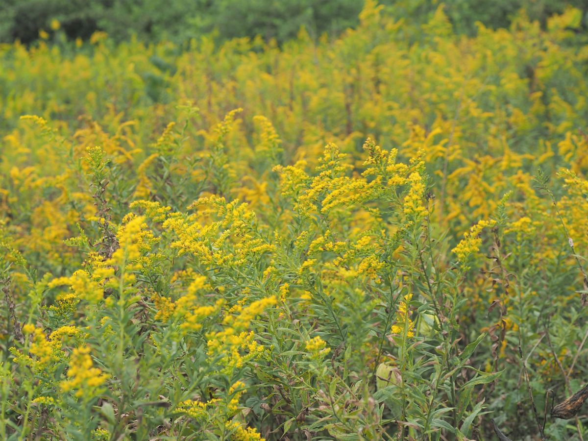 Northern Virginia Native Plants for Landscape Professionals Conference