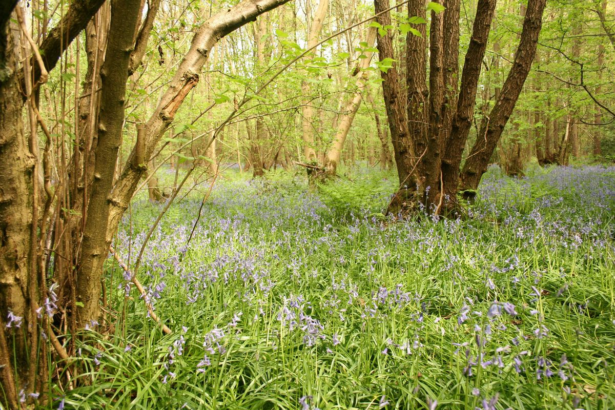 Well being walks at Hartshill Hayes Country park