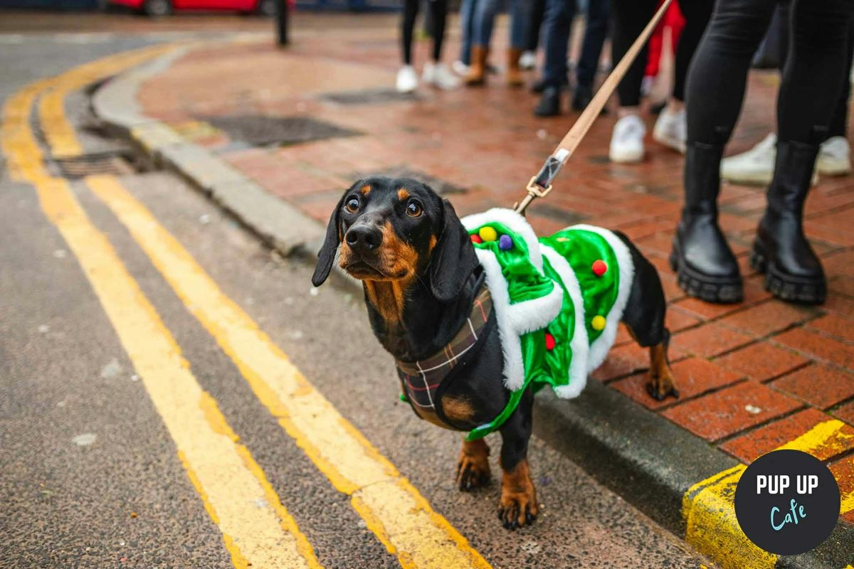 York - Dashing Dachshund Christmas Tour \ud83c\udf84