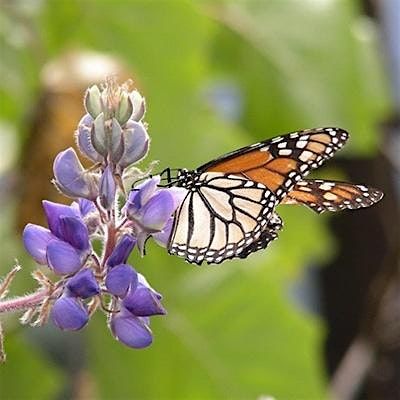 Basics Of Butterfly Gardening