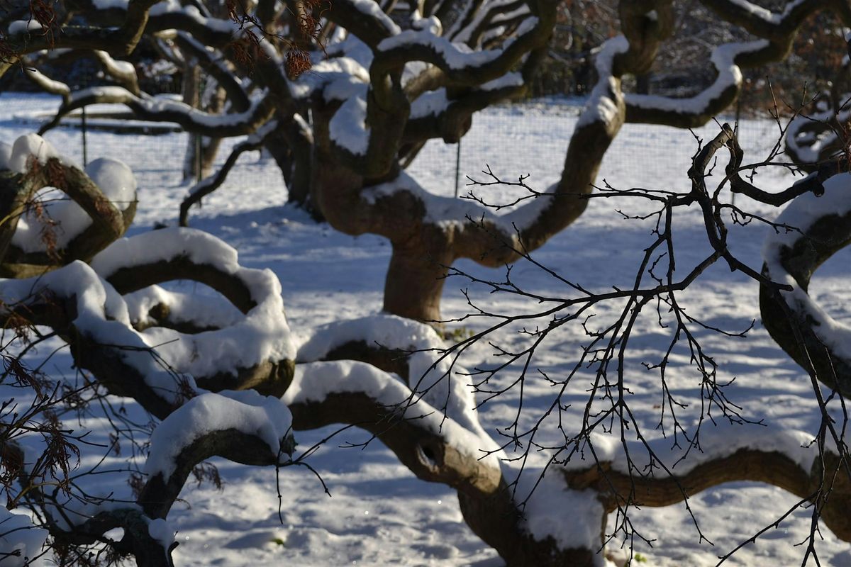 Tree Time: Winter Solstice II