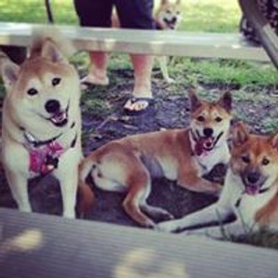 Shiba Inu's of South Florida Group