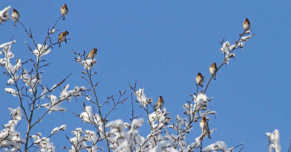 Winter wander around Redbournbury and the Ver