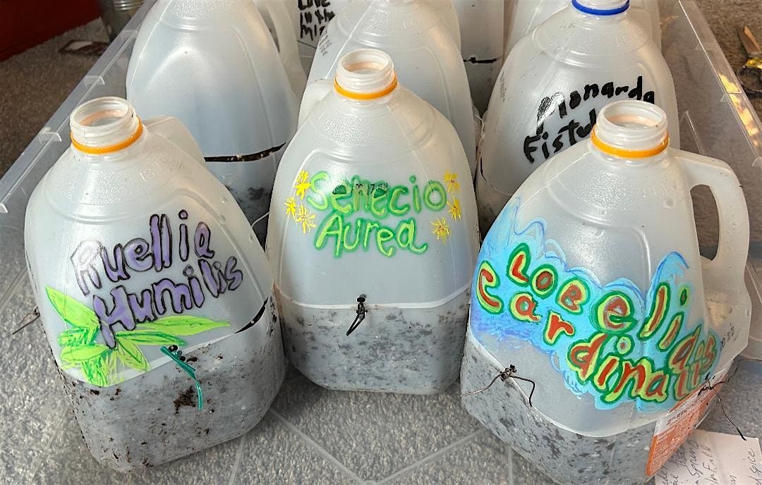 Wildflower Winter Sowing and Tray Planting Workshop