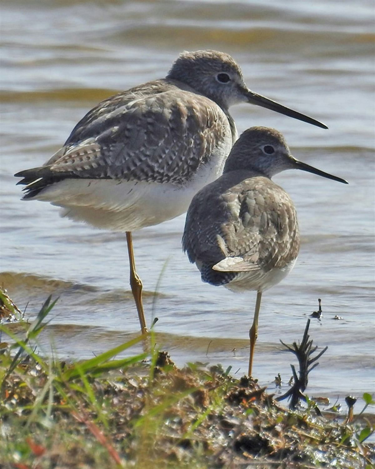 Guided Birding Walk: Shorebirds