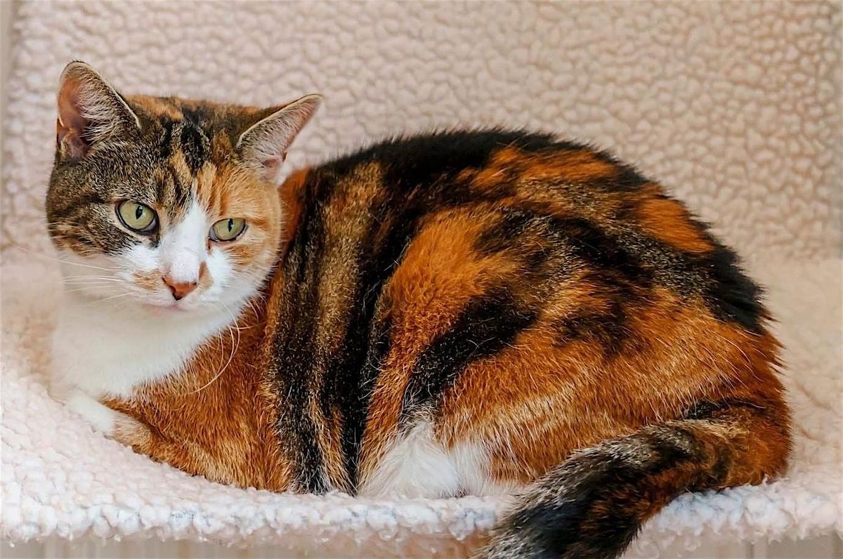 Cat Rehoming Day