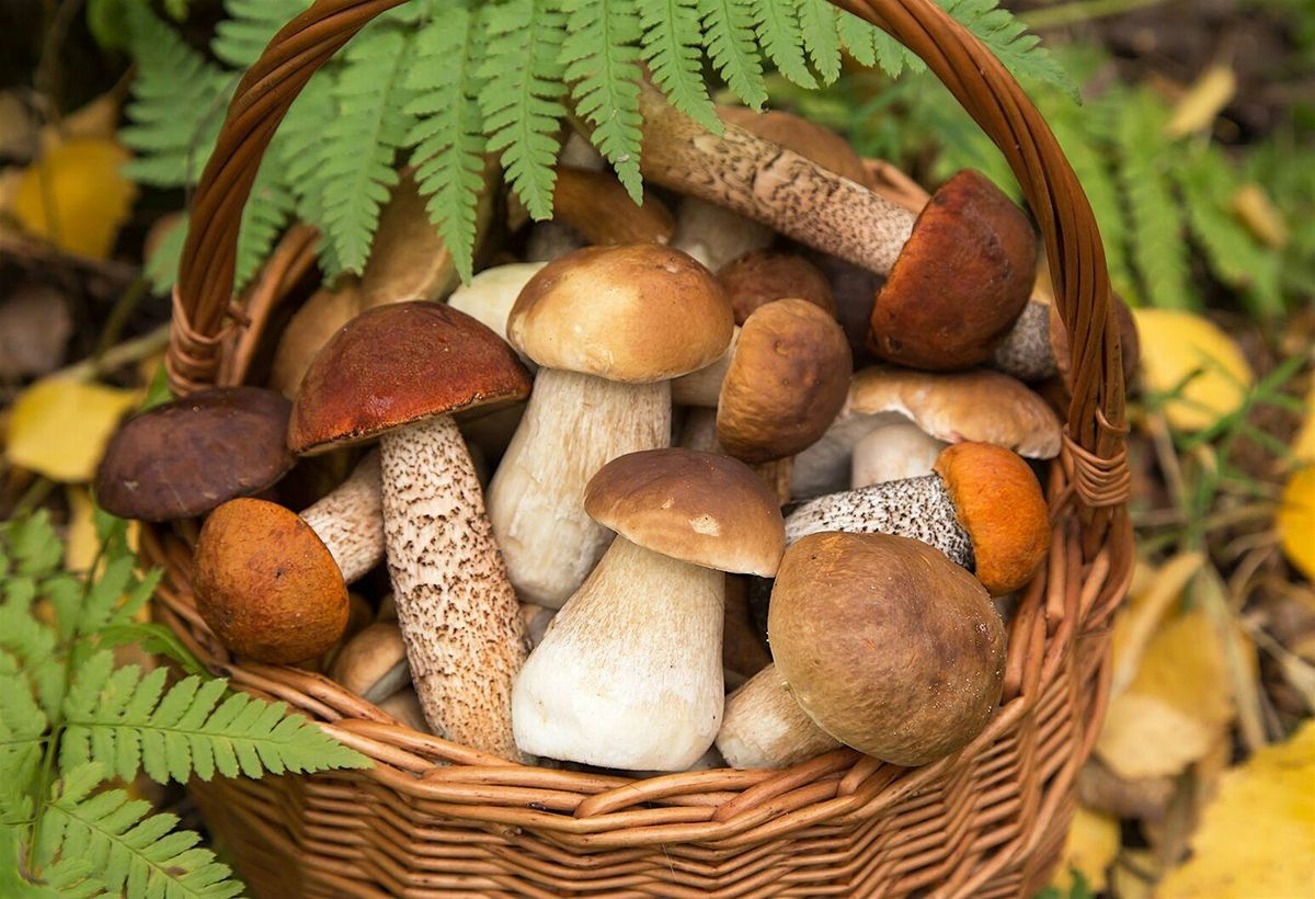 Wild Mushroom Wine Dinner