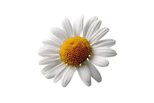 Daisies Only: Money Explorer Badge Day