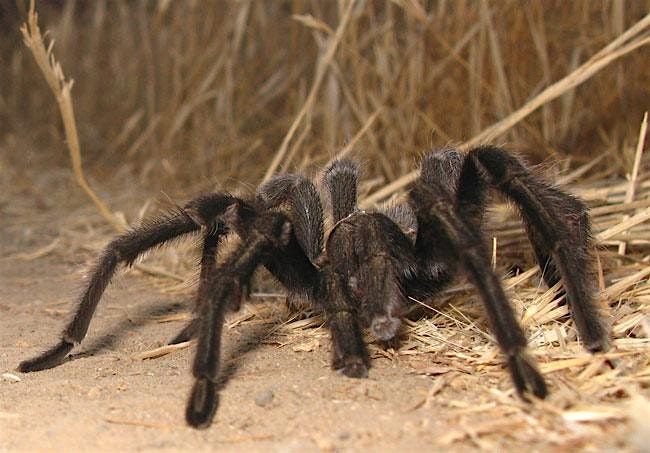 Tarantula Trek Hike at Rancho Ca\u00f1ada del Oro!