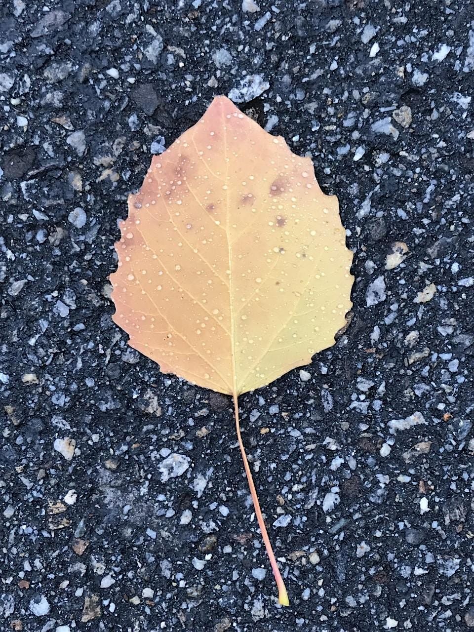 En Plein Air Writing