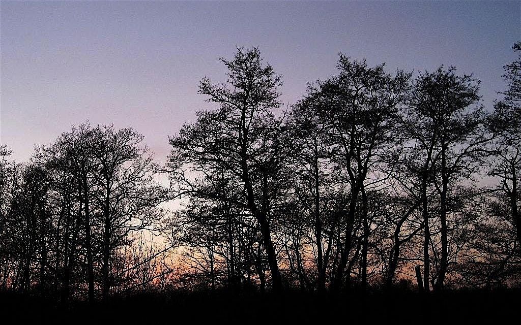 NWT Sweet Briar Marshes: Sweet Briar Marshes through time