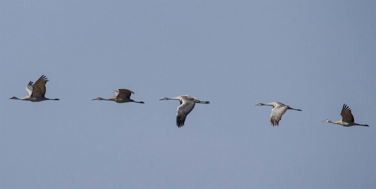GOOSE POND BIRDING PHOTOGRAPHY WORKSHOP