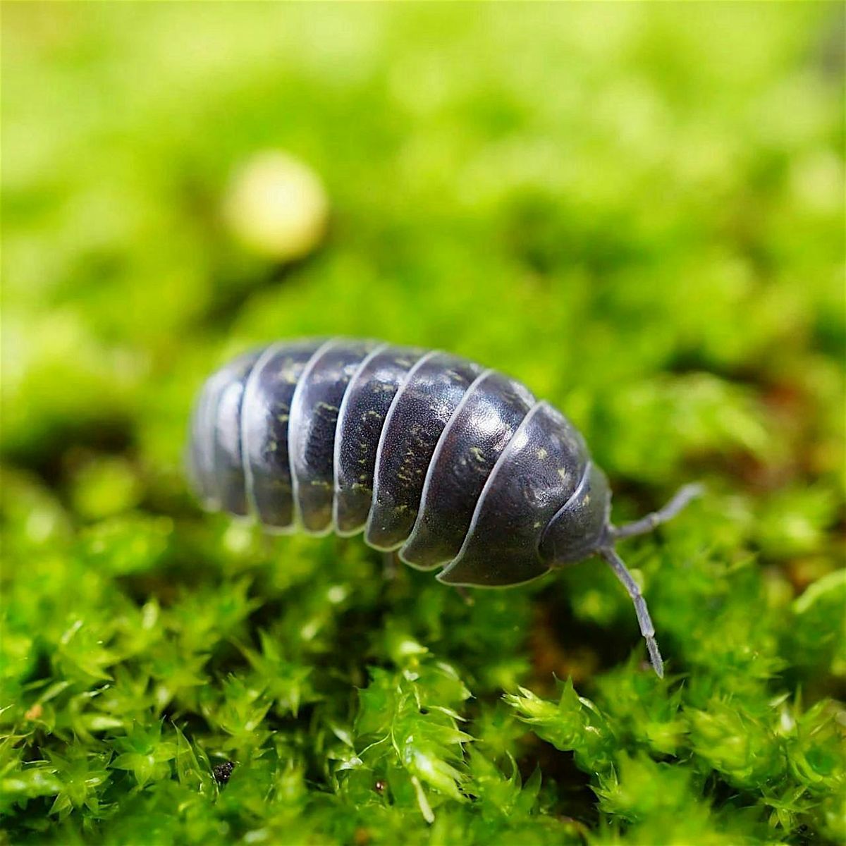 Bioactive Terrarium Workshop