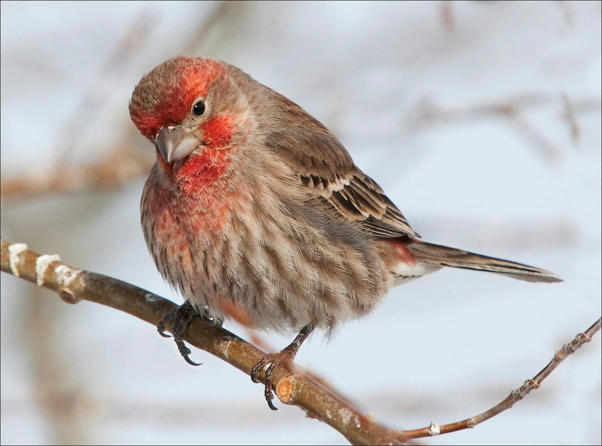 First Saturday Bird Walk