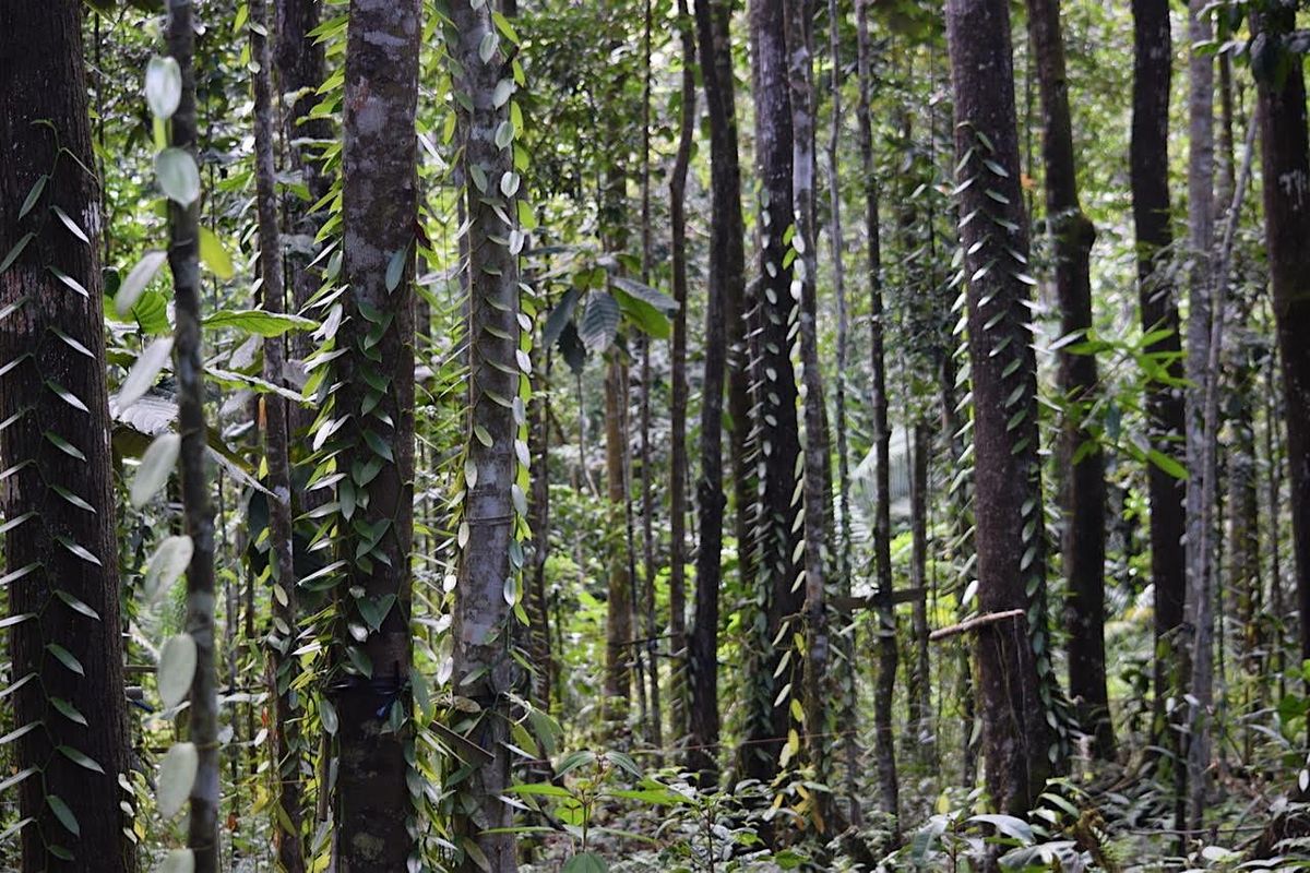 Olfactory Research Notes: Vanilla as a Commodity, with Eric Jennings