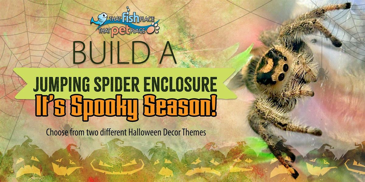 Build a Jumping Spider Enclosure - Spooky Season!