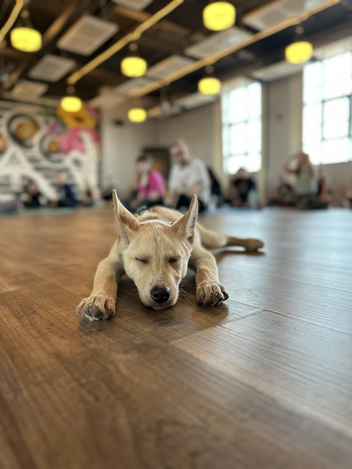 Rescue Puppy Yoga - Rembrandt Yard