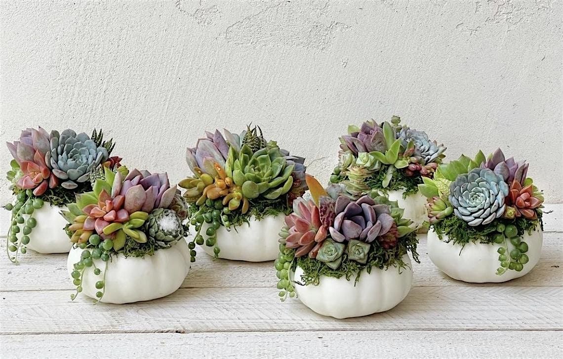 Succulent Pumpkin Arrangement