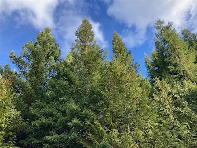 Oregon Tree Farm System 2025 Annual Meeting