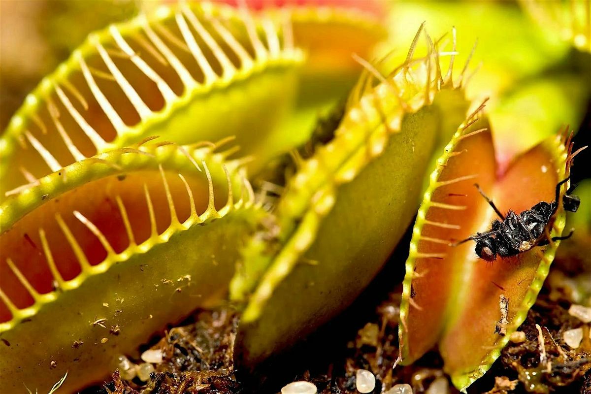 Carnivorous Plants 101