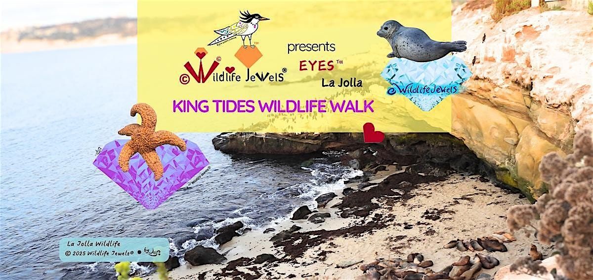 Wildlife Jewels EYES\u2122 La Jolla: King Tides Wildlife Walk