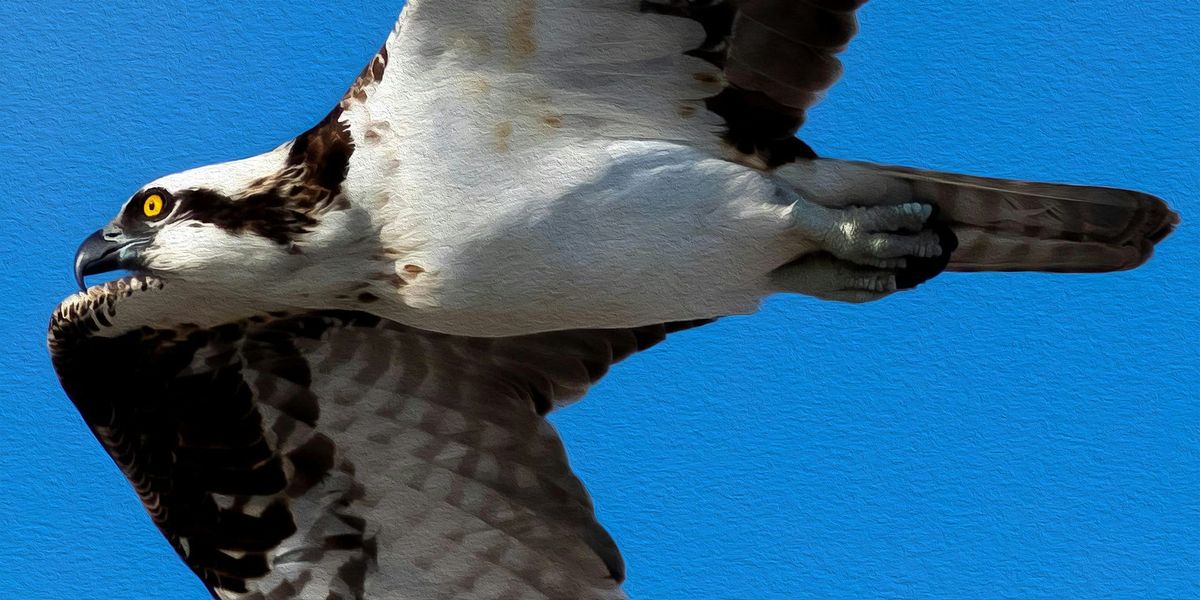 FIELD TRIP: Jones Pier Conservation Area