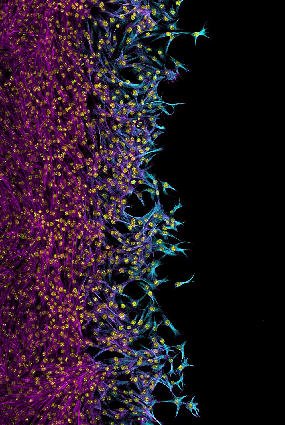 Scottish Microscopy Society Symposium 2025 - Aberdeen