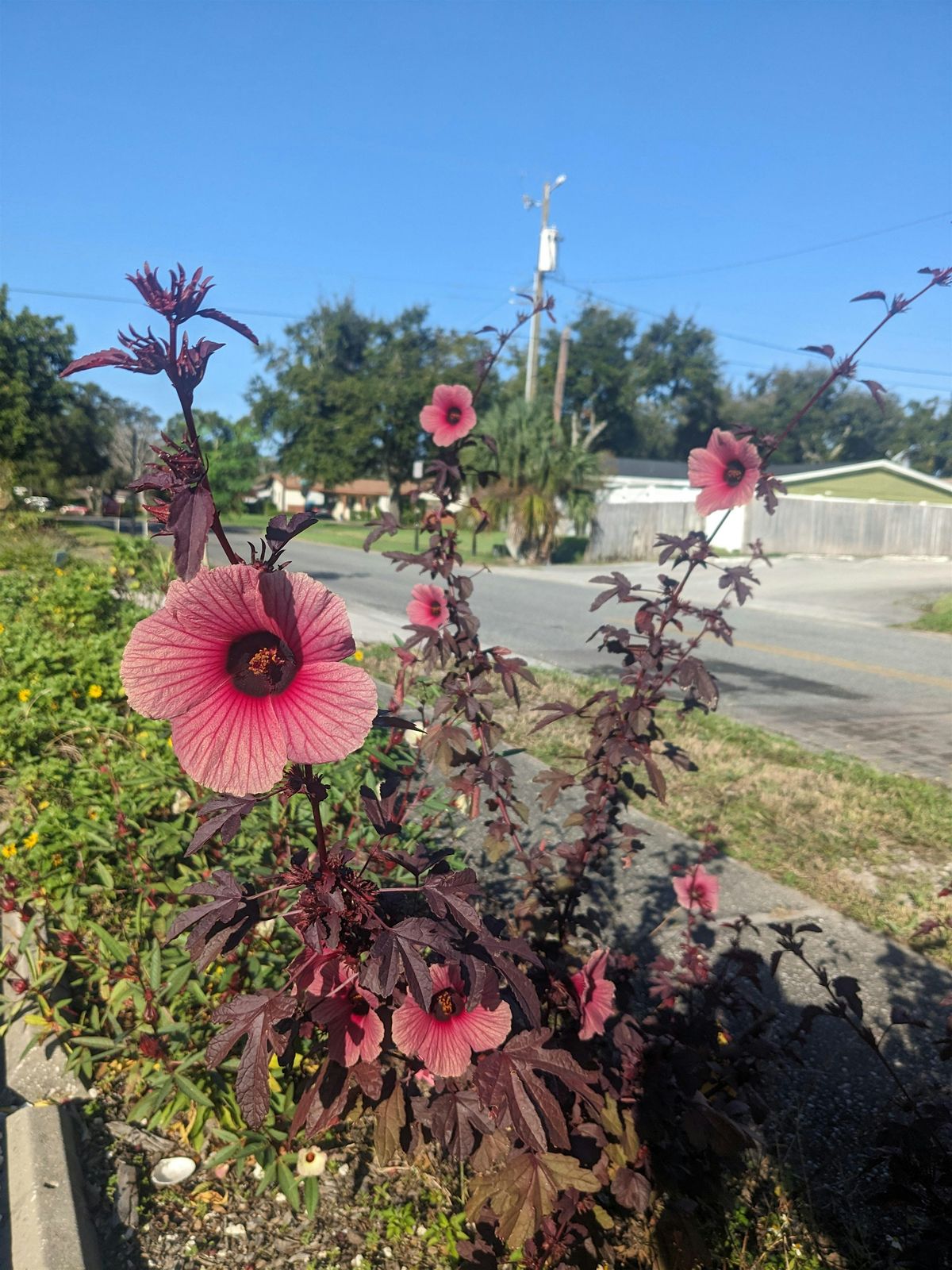 Community Garden Workday - Sunday Sept. 28, 2025
