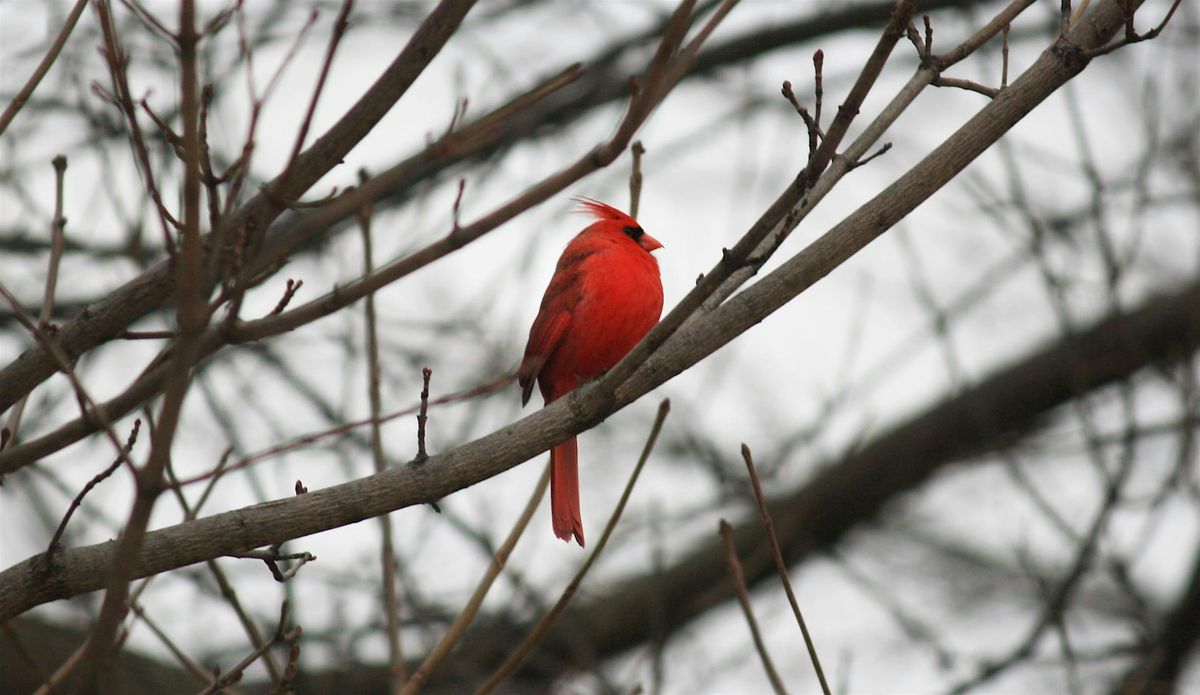 FeederWatch training session (in English)