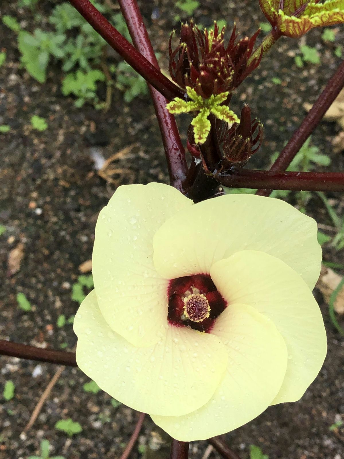 SFLIC Volunteer Day: Late Summer Series
